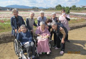 三光コスモス祭り