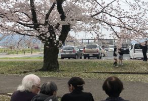 お花見ドライブ