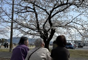 お花見ドライブ