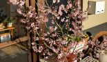 桜の贈り物
